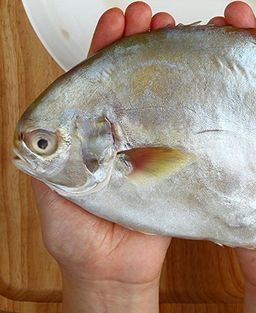 零食水产大平鱼野生